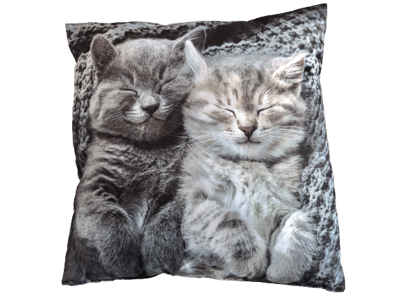Pude Med Motiv Af 2 Søde Katte