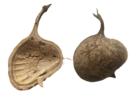 Halv Buddhanød, 5 stk.